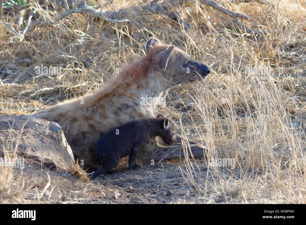 Les Hyènes tachetées (Crocuta crocuta), le mensonge mère avec les jeunes à l'entrée du terrier, tôt le matin, Kruger National Park, Afrique du Sud, l'Afrique Banque D'Images