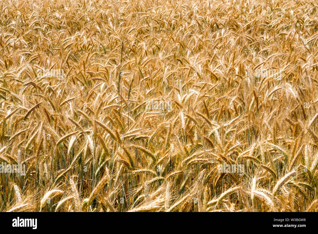 Le Triticale, un hybride de blé (Triticum) et le seigle (Secale) Banque D'Images