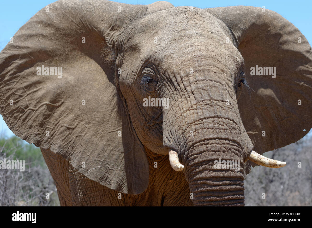 Bush africain elephant (Loxodonta africana), animal mâle adulte, portrait, close-up, Kruger National Park, Afrique du Sud, l'Afrique Banque D'Images