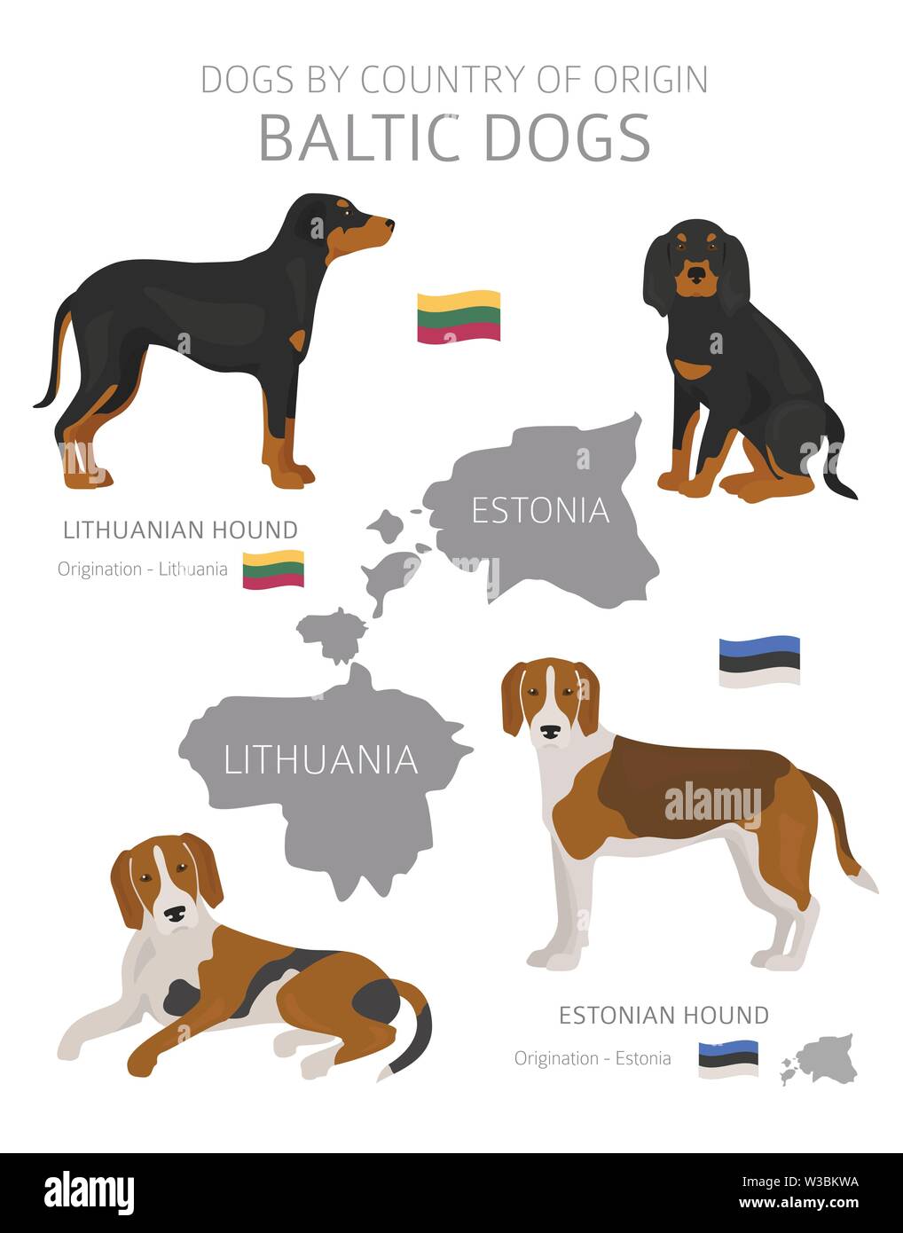 Chiens par pays d'origine. Baltic races de chien. Bergers, La chasse, l'élevage, de jouets, de travail et les chiens de service défini. Vector illustration Illustration de Vecteur