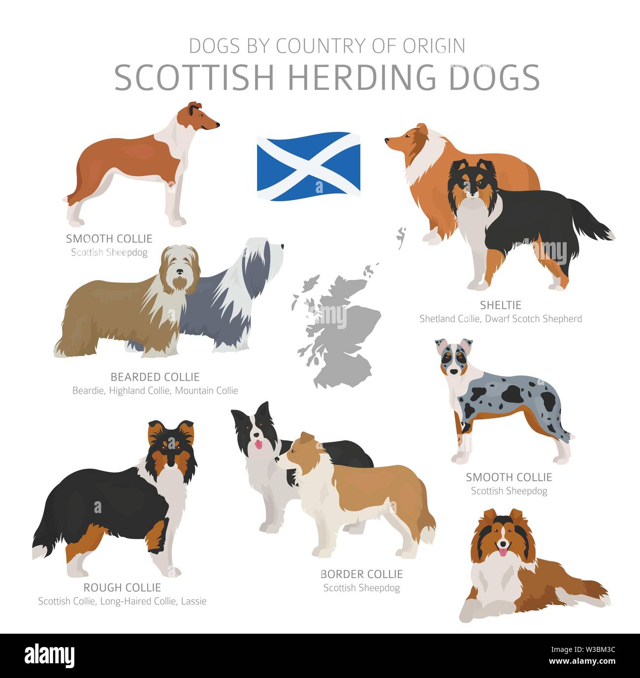Chiens par pays d'origine. Scottish races de chien. Bergers, La chasse, l'élevage, de jouets, de travail et les chiens de service défini. Vector illustration Illustration de Vecteur