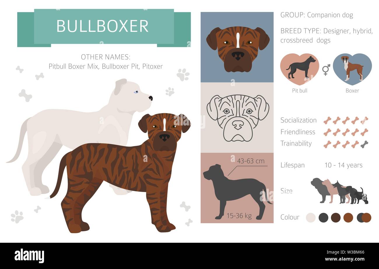 Concepteur, rocé, mélange hybride chiens collection isolated on white. Télévision clipart style défini. Vector illustration Illustration de Vecteur