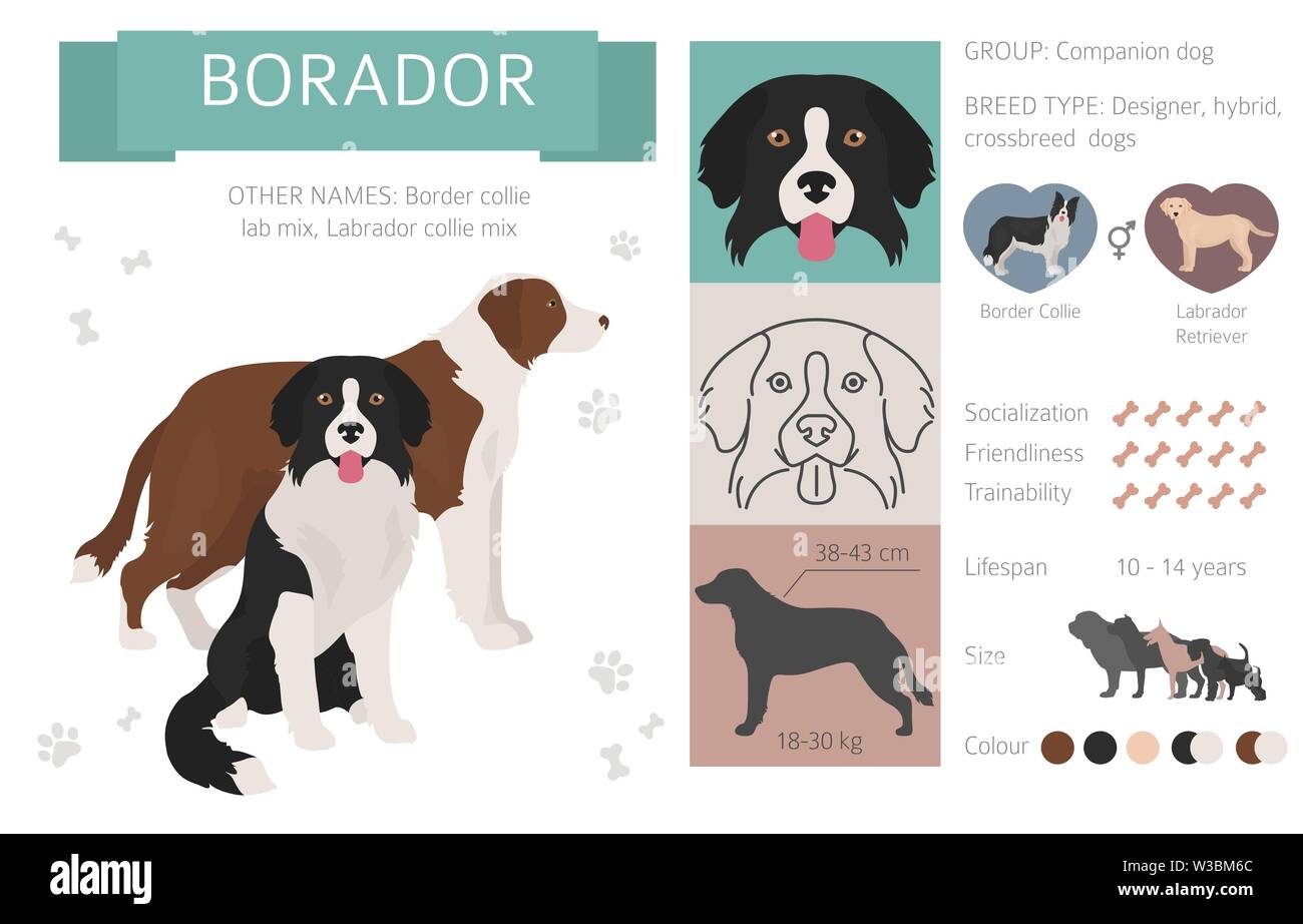 Concepteur, rocé, mélange hybride chiens collection isolated on white. Télévision clipart style défini. Vector illustration Illustration de Vecteur