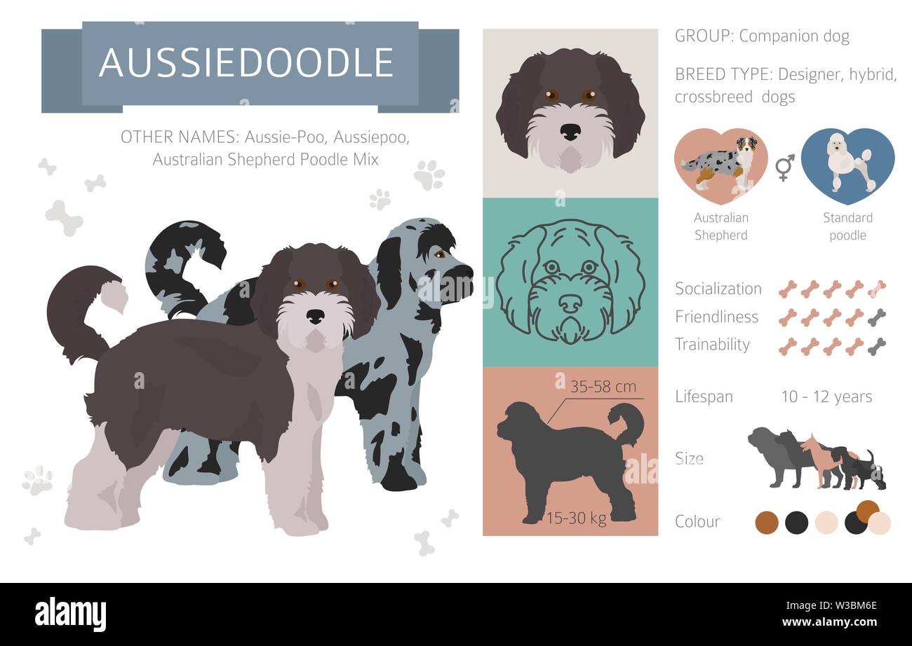 Concepteur, rocé, mélange hybride chiens collection isolated on white. Télévision clipart style défini. Vector illustration Illustration de Vecteur