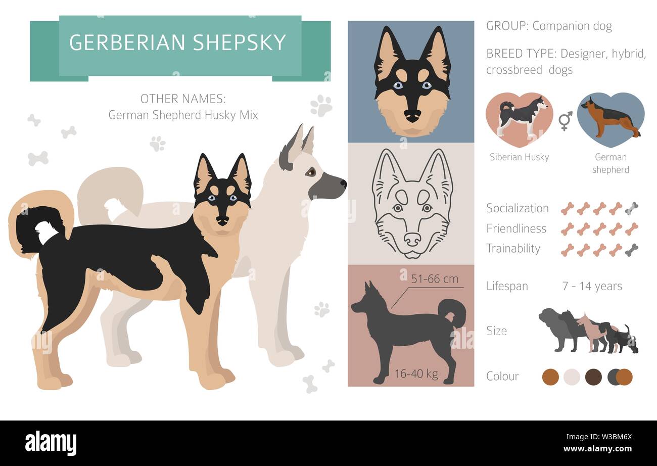 Concepteur, rocé, mélange hybride chiens collection isolated on white. Télévision clipart style défini. Vector illustration Illustration de Vecteur