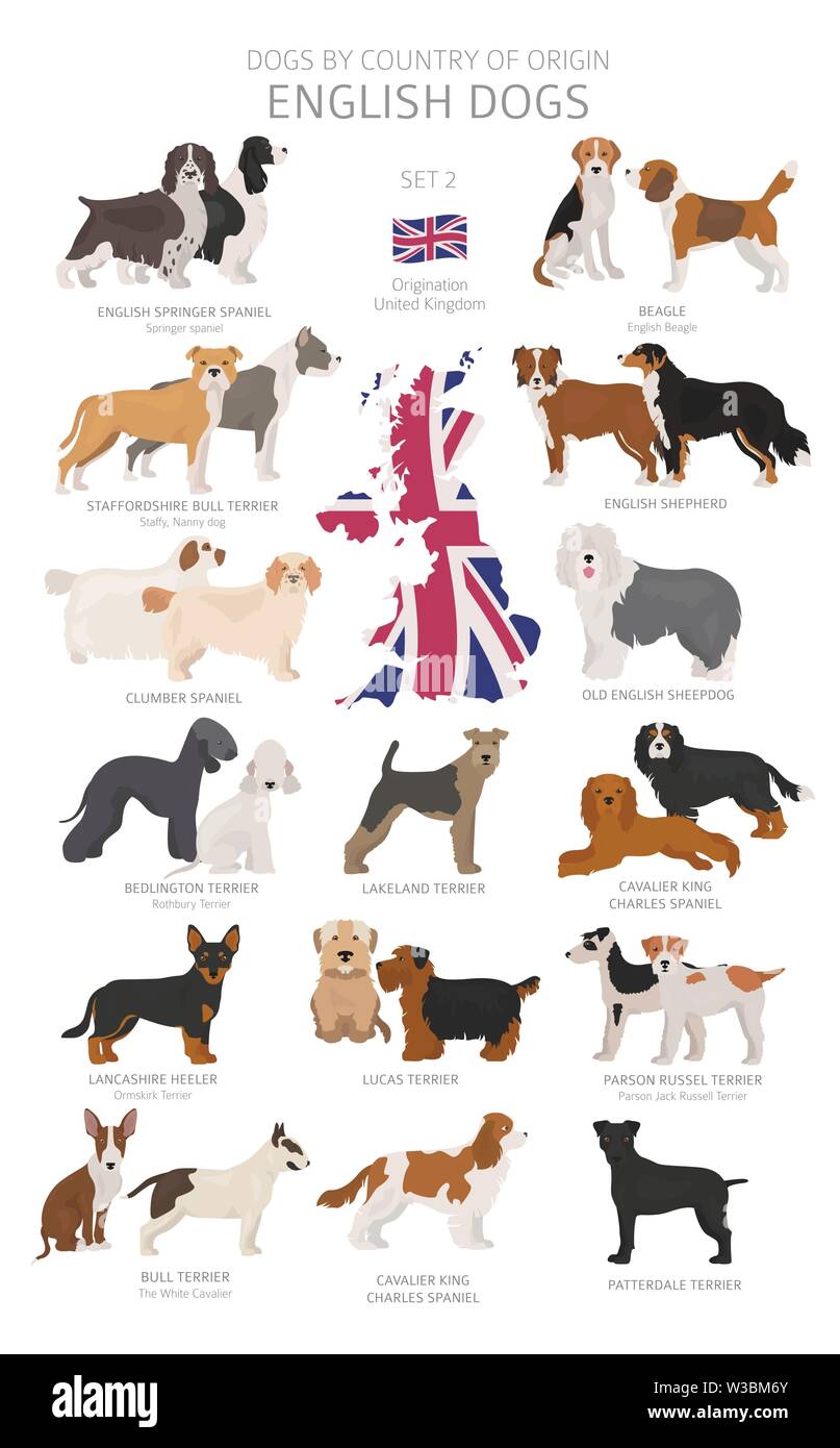 Chiens par pays d'origine. Les races de chiens anglais. Bergers, La chasse,  l'élevage, de jouets, de travail et les chiens de service défini. Vector  illustration Image Vectorielle Stock - Alamy