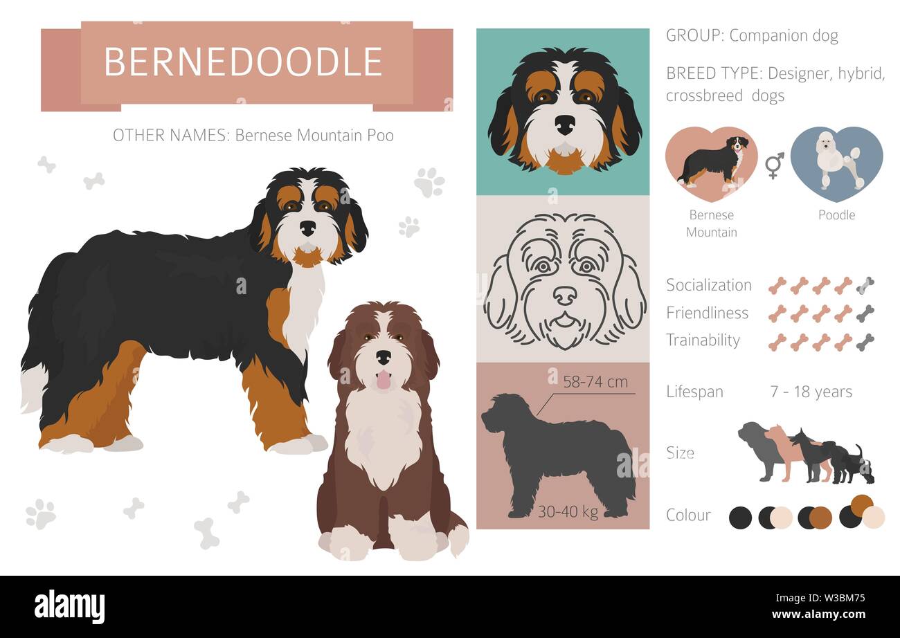 Concepteur, rocé, mélange hybride chiens collection isolated on white. Télévision clipart style défini. Vector illustration Illustration de Vecteur
