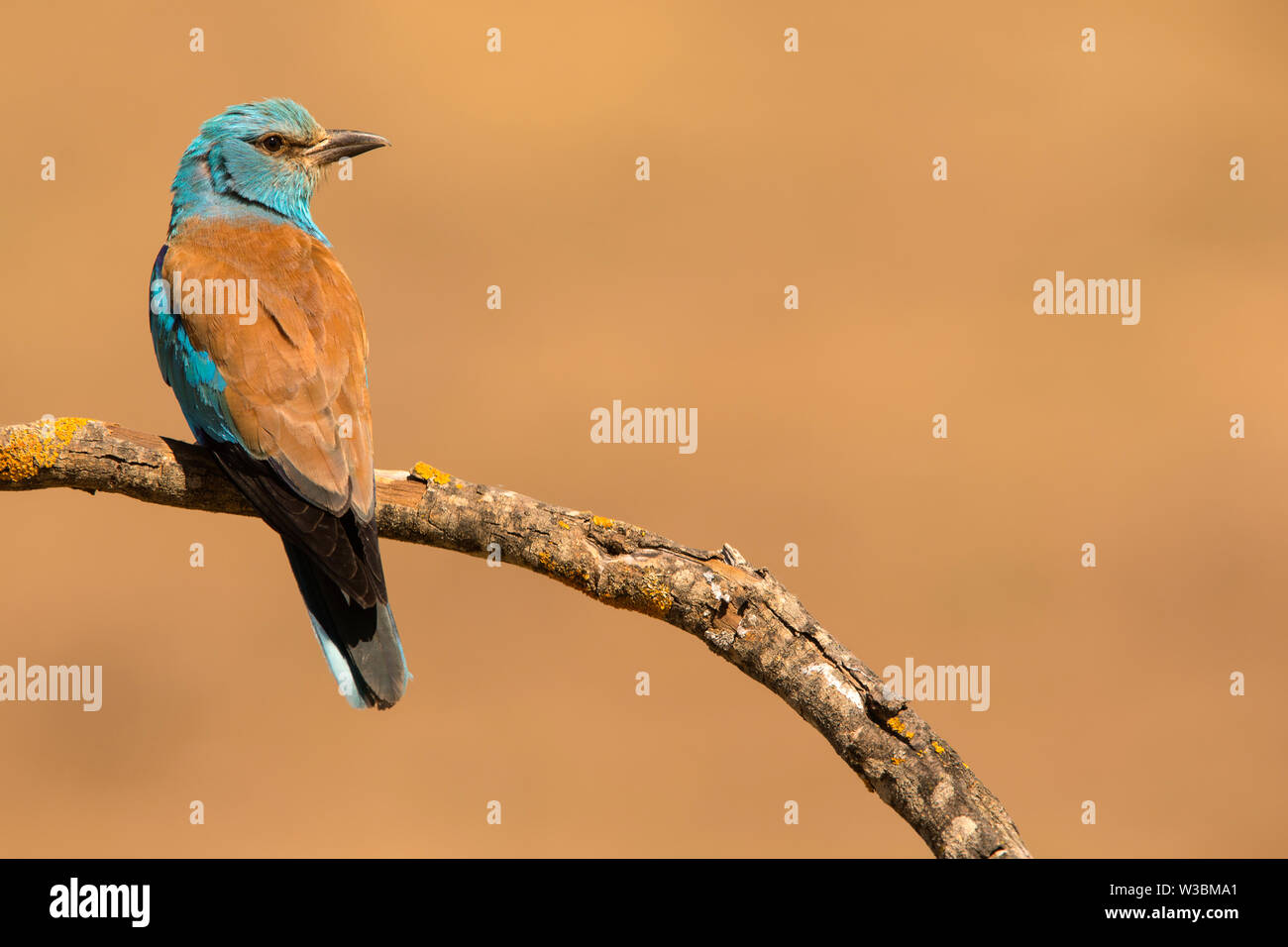 Rouleau d'Europe perché sur une brindille - Coracias garrulus Banque D'Images