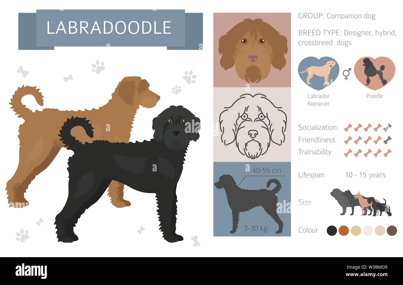 Concepteur, rocé, mélange hybride chiens collection isolated on white. Télévision clipart style défini. Vector illustration Illustration de Vecteur