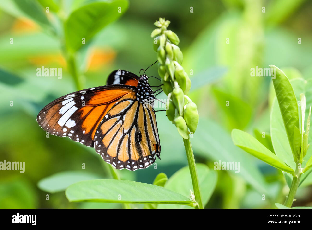 (Danaus genutia tigre commun) perching on plant Banque D'Images