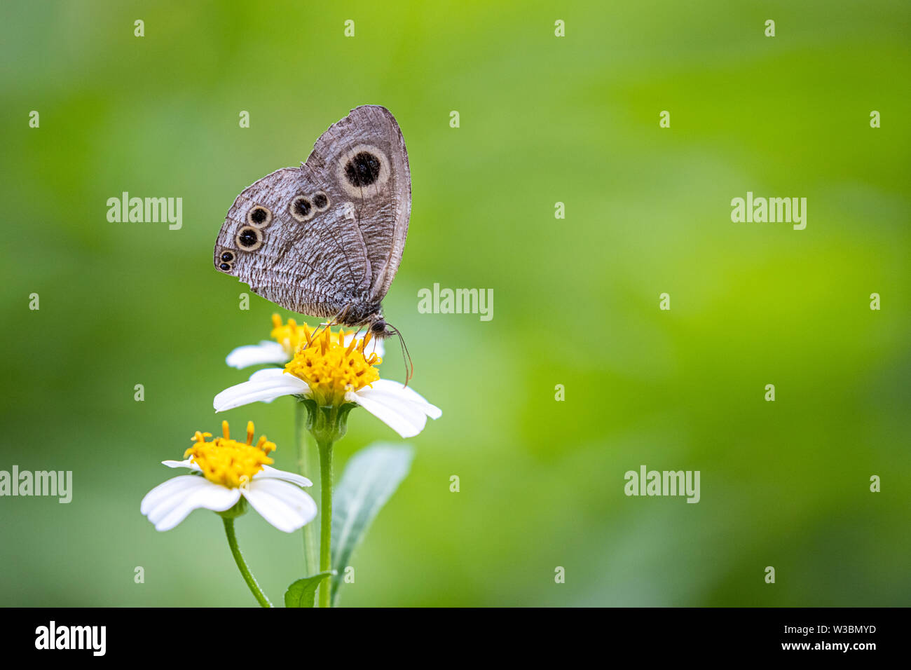 Cinq communes (joint torique Ypthima baldus) forme saison humide Banque D'Images