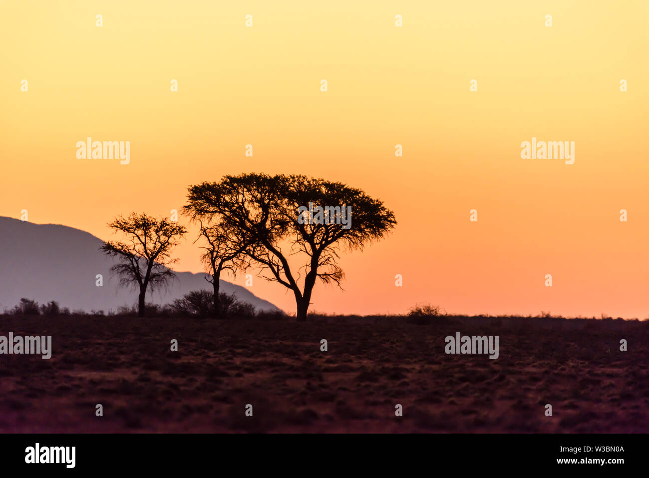 Coucher de soleil sur le désert du Namib, avec des arbres qui se découpent dans la distance, la Namibie Banque D'Images