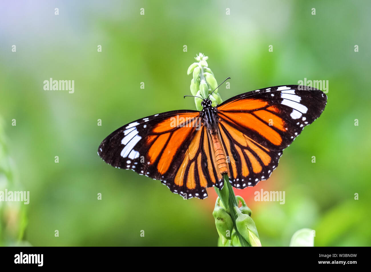 (Danaus genutia tigre commun) perching on plant Banque D'Images