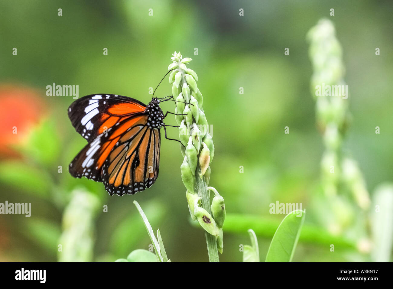(Danaus genutia tigre commun) perching on plant Banque D'Images