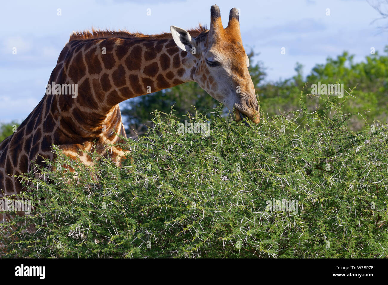 South African Girafe (Giraffa camelopardalis giraffa), adulte, il se nourrit de feuilles et d'épines d'un arbuste épineux, Kruger National Park, Afrique du Sud, l'Afrique Banque D'Images
