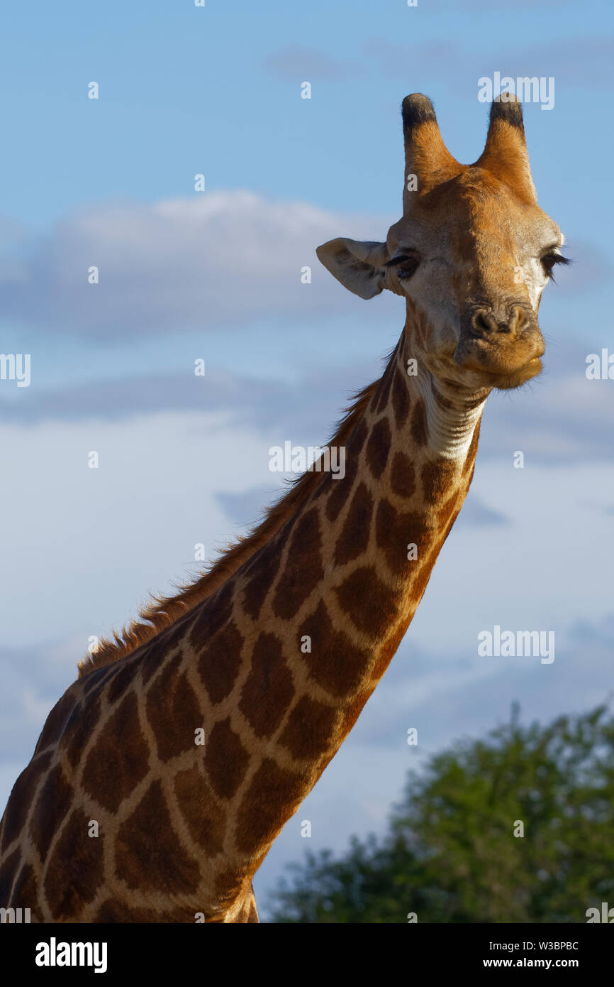 South African Girafe (Giraffa camelopardalis giraffa), adulte, animal man, Kruger National Park, Afrique du Sud, l'Afrique Banque D'Images