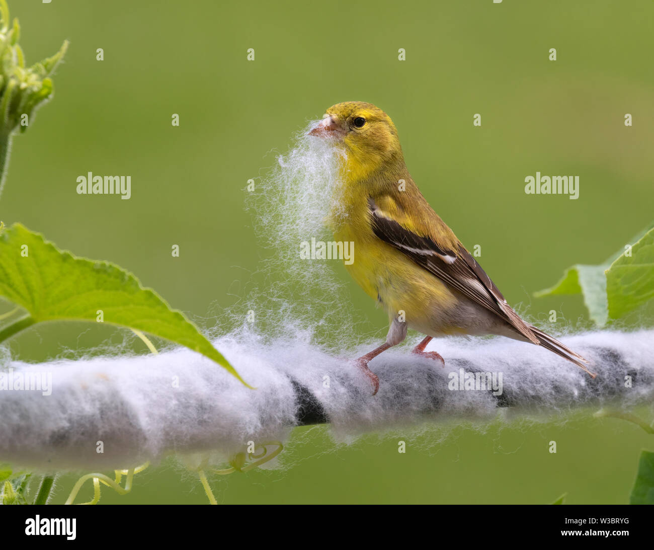 Spinus tristis Chardonneret jaune (femelle), la collecte des fibres synthétiques de tuyau isolé pour garniture son nid, Ames, Iowa, USA Banque D'Images