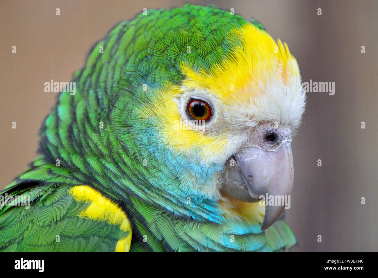 Épaulettes jaune Amazon Parrot au Birdland Park et jardins en Bourton-on-the-water, Gloucestershire, Royaume-Uni Banque D'Images