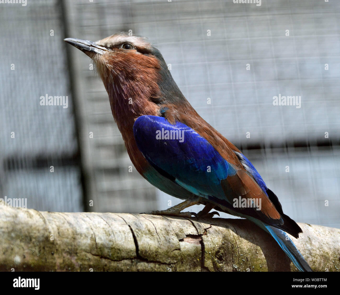 Lilac-breasted roller au Birdland Park et jardins en Bourton-on-the-water, Gloucestershire, Royaume-Uni Banque D'Images