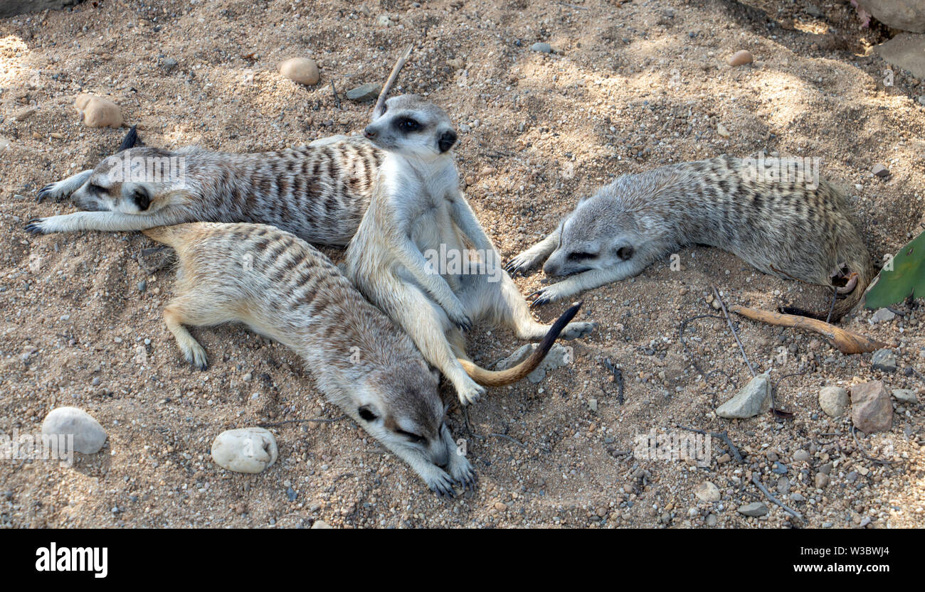 Une famille de Meerkat également connu sous le nom de Suricate (Suricata suricatta) vous détendre sur le sable. Banque D'Images