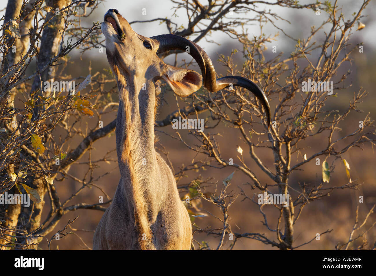 Grand koudou (Tragelaphus strepsiceros), les mâles adultes se nourrissent de feuilles, lumière du soir, Kruger National Park, Afrique du Sud, l'Afrique Banque D'Images