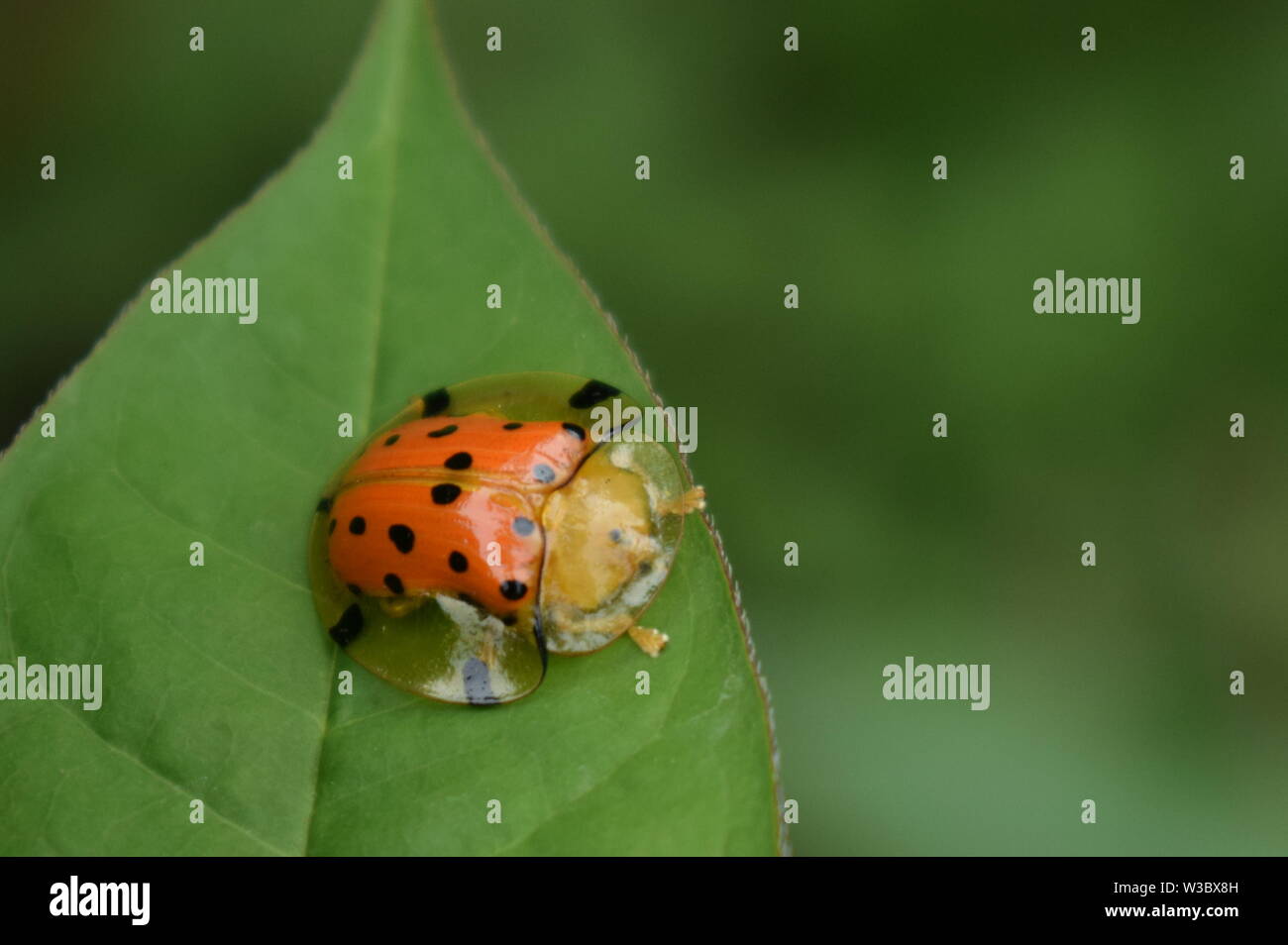 magnifique carapace de tortue d'orange sur la feuille verte. Banque D'Images