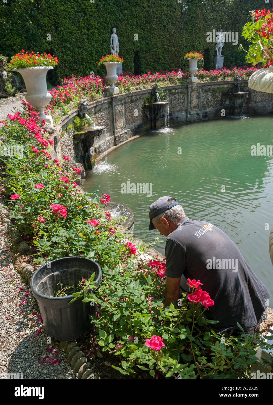 Marlia, Lucca, Italie - 2018, 25 mai : UN gardner prend soin des roses au parterre dans le théâtre d'eau à la Villa Reale, Marlia, Lucca. Banque D'Images