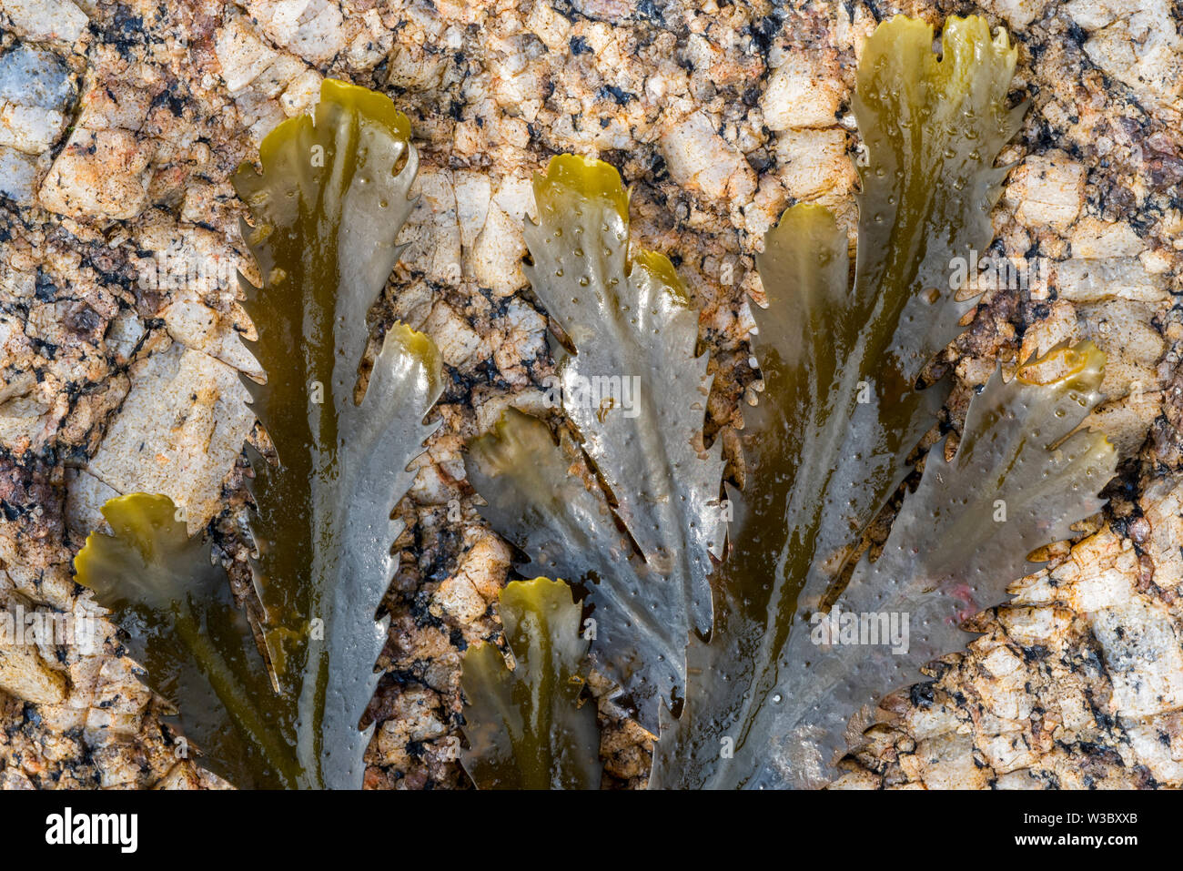 Crémaillère / rack dentelée (Fucus serratus) les algues de l'océan Atlantique Nord Banque D'Images