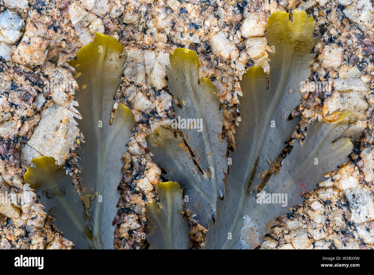 Crémaillère / rack dentelée (Fucus serratus) les algues de l'océan Atlantique Nord Banque D'Images