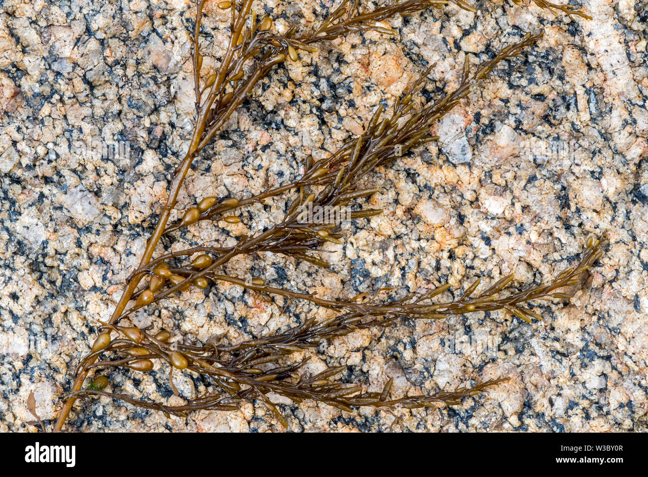 Wireweed japonais (Sargassum muticum), les algues brunes invasive originaire du Japon Banque D'Images