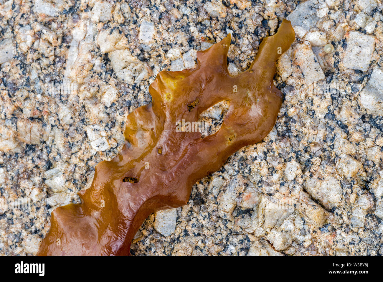 Varech / sucre / ceinture tablier du diable (Saccharina latissima / Laminaria saccharina) algue brune sur le rivage d'algues on Rocky beach Banque D'Images