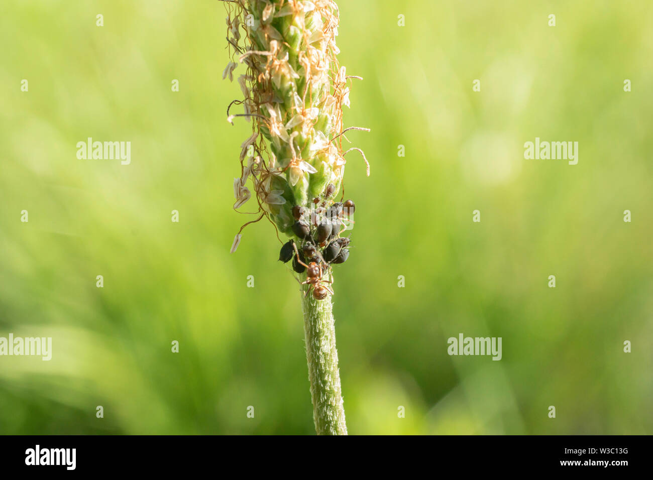 fourmis et pucerons sur un plantain de ribose Banque D'Images