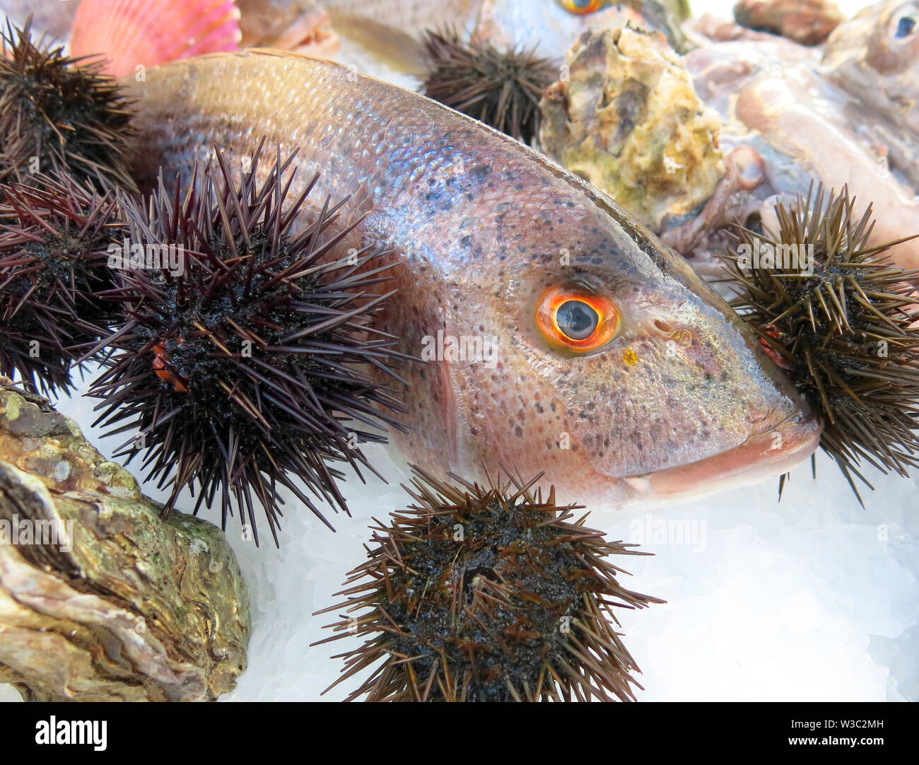 Le poisson frais et les oursins sur la glace Banque D'Images