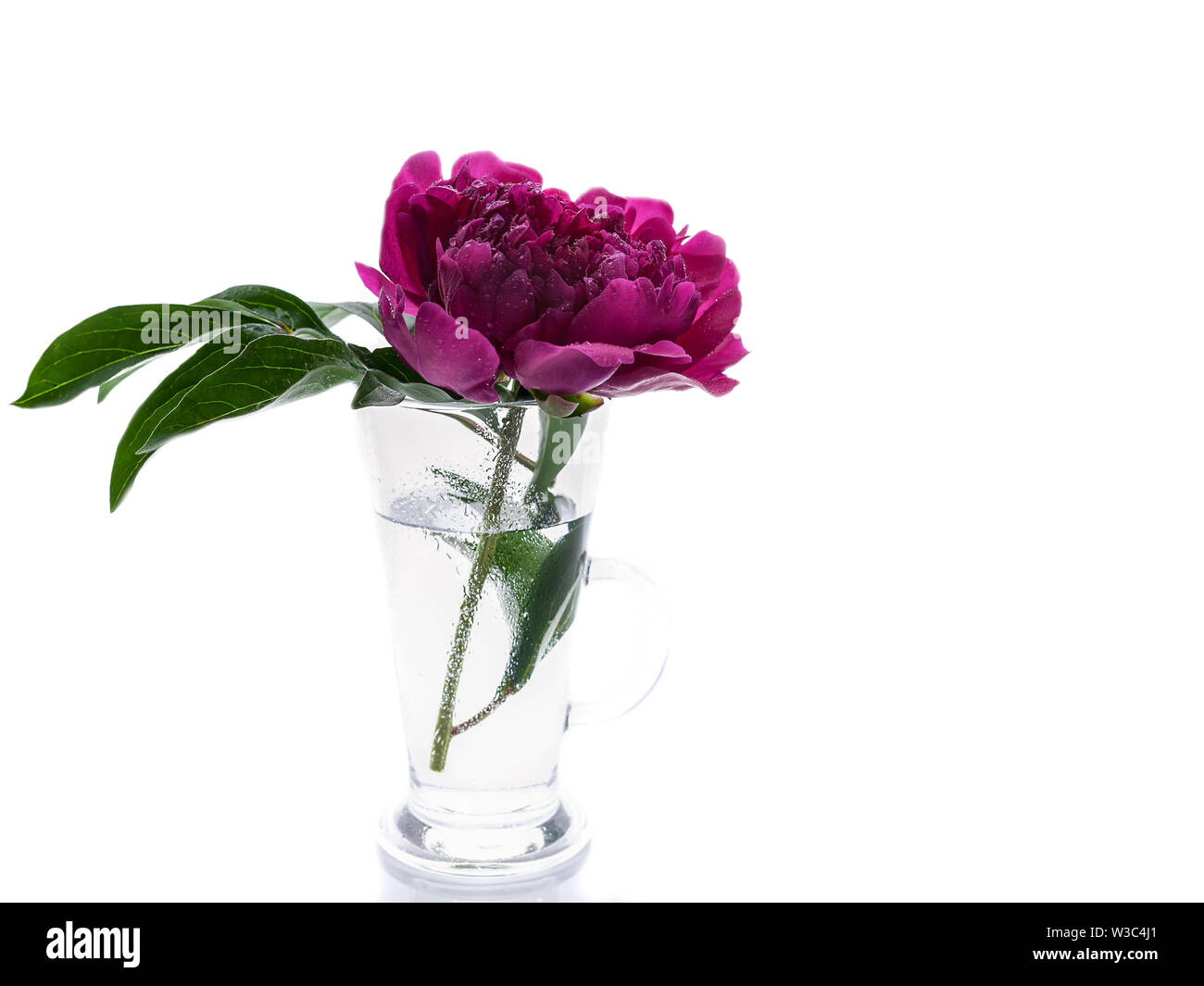 Les Pivoines dans un vase de verre isolé sur fond blanc. Cadeau romantique Banque D'Images