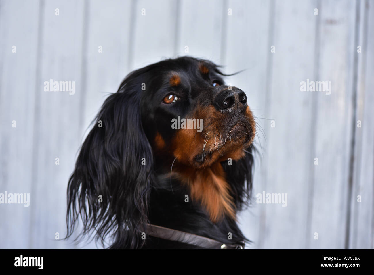 Portrait d'un setter Gordon Banque D'Images