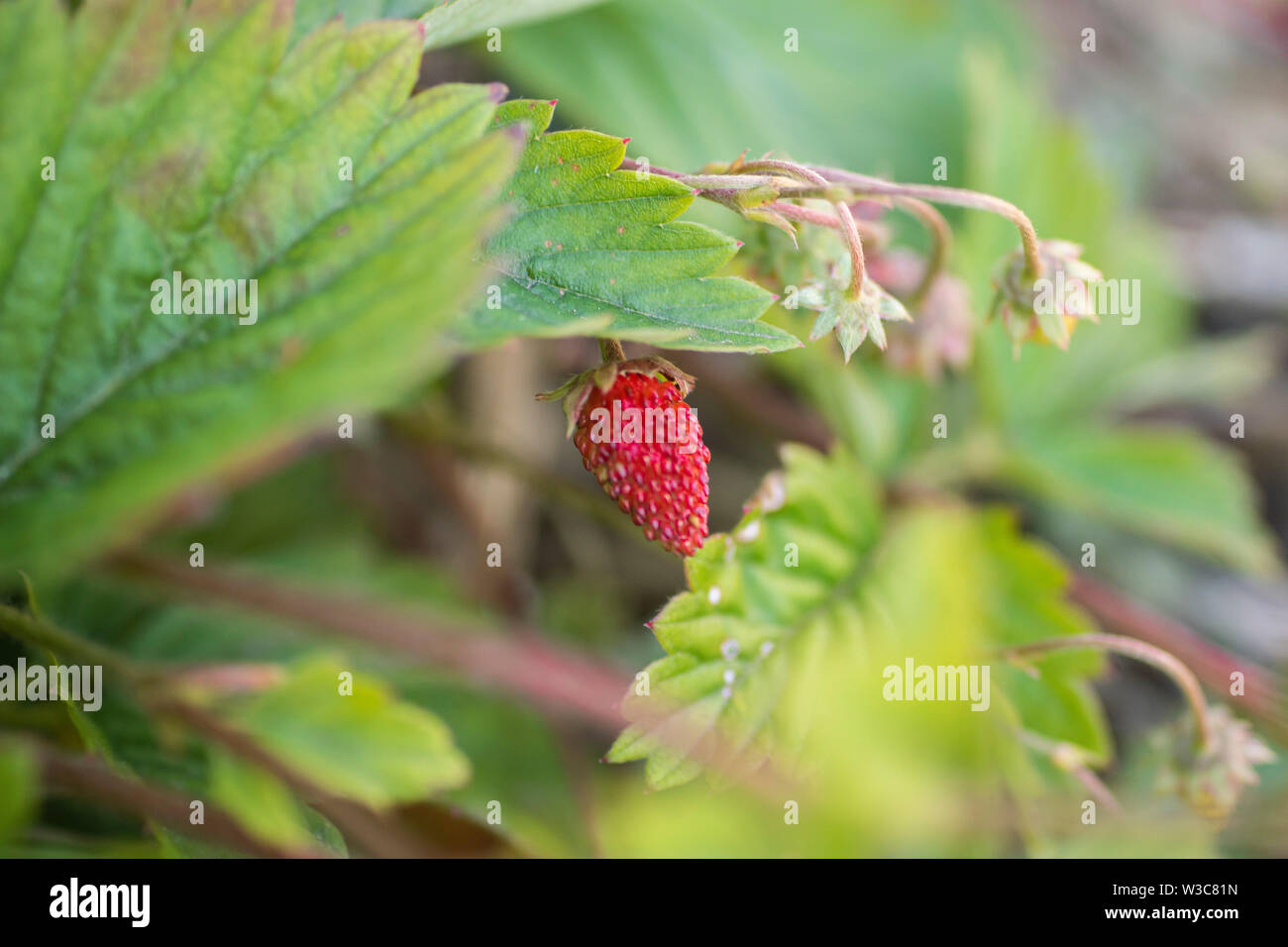 Fruit d'une fraise factice, Duchesnea indica. Blurr Banque D'Images