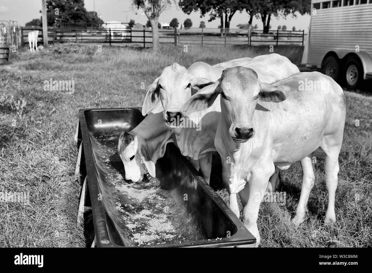 La viande de veau vaches Brahman au Texas ferme. Répondre de plus en plus de vaches. L'alimentation complémentaire des bovins. Banque D'Images