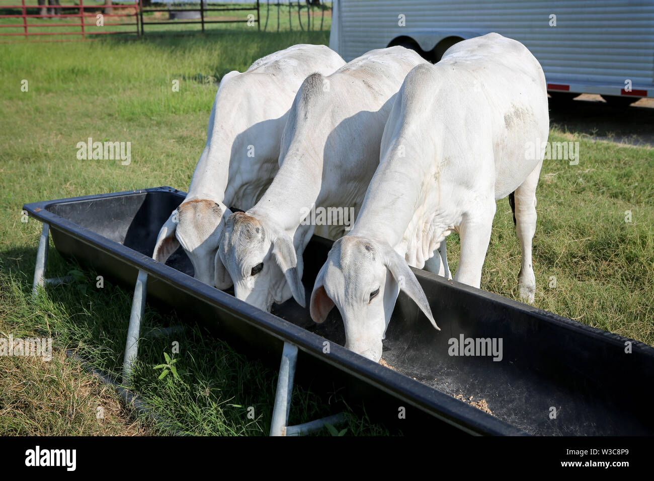 La viande de veau vaches Brahman au Texas ferme. Répondre de plus en plus de vaches. L'alimentation complémentaire des bovins. Banque D'Images