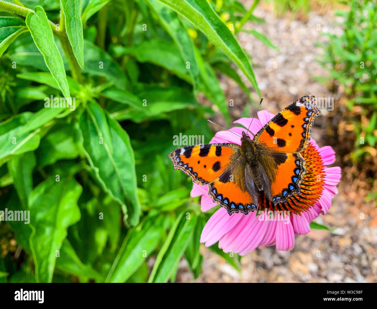La petite écaille (Aglais urticae) est un papillon de la famille des Nymphalidae. Banque D'Images