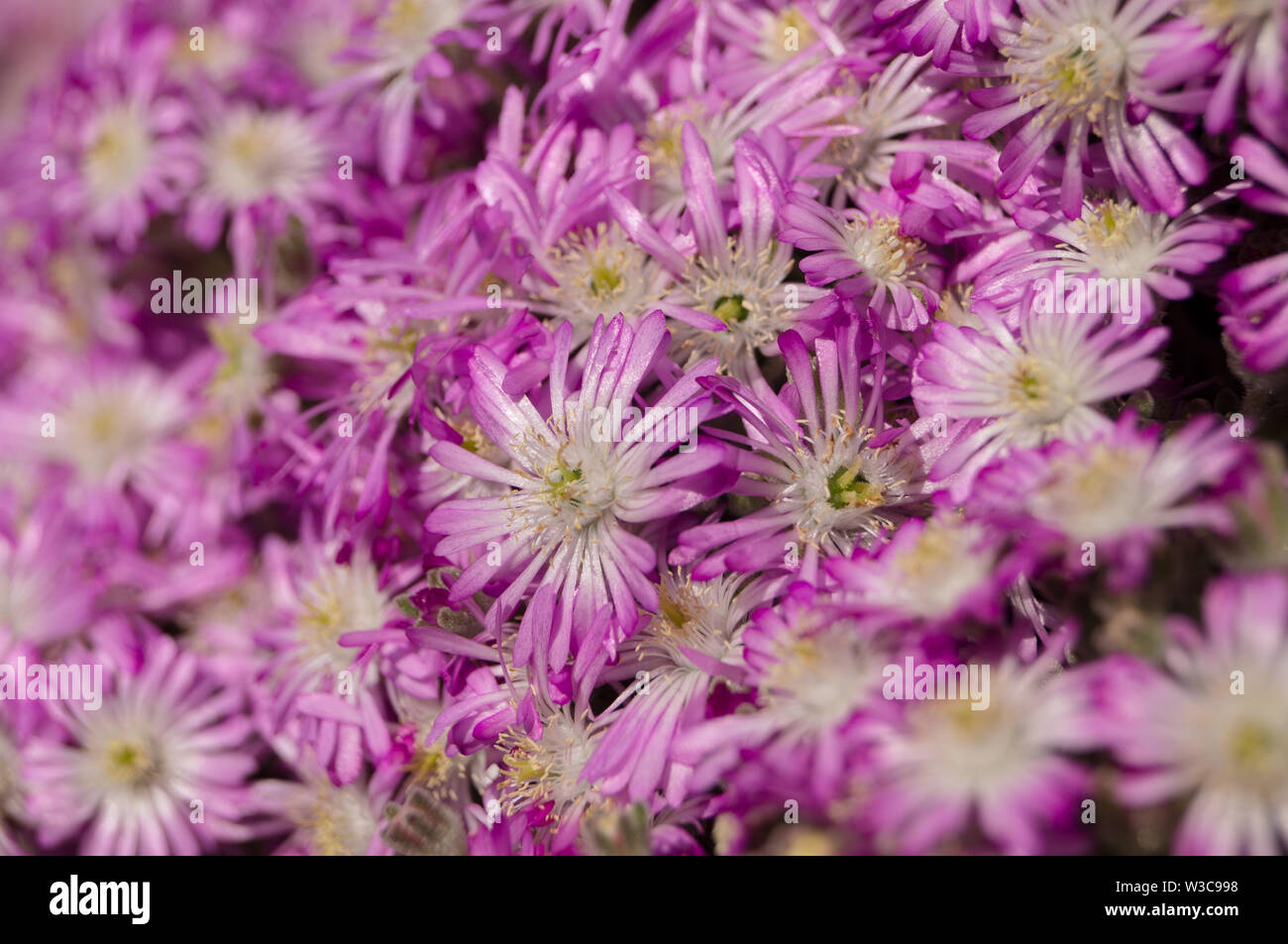 Hottentot Fig Fleurs. Carpobrotus edulis (Aizoaceae) Banque D'Images