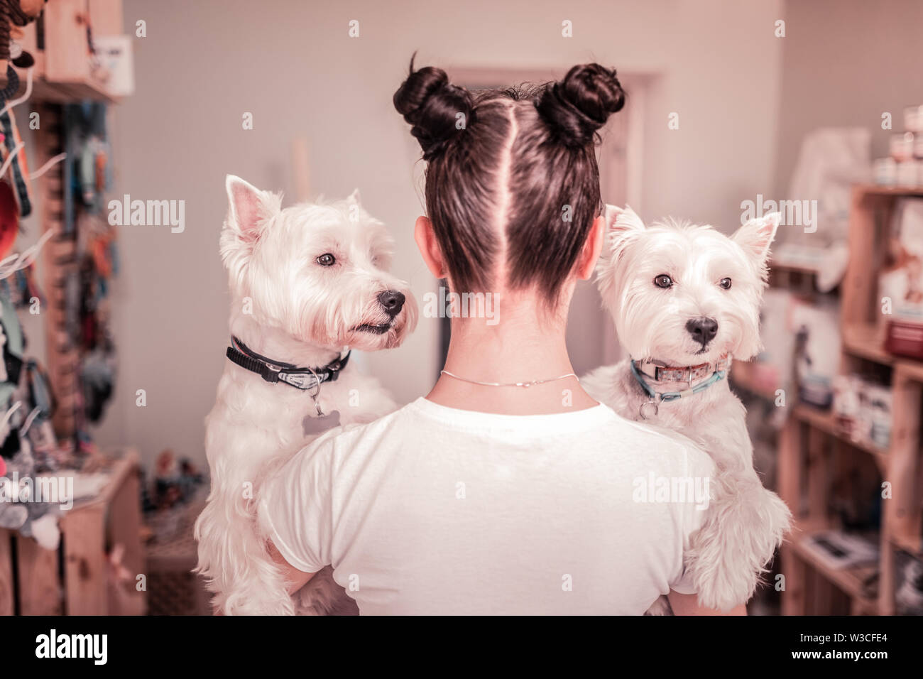 Deux chiens blancs. Jeune femme brune avec deux pains cheveux tenant deux chiens blancs Banque D'Images