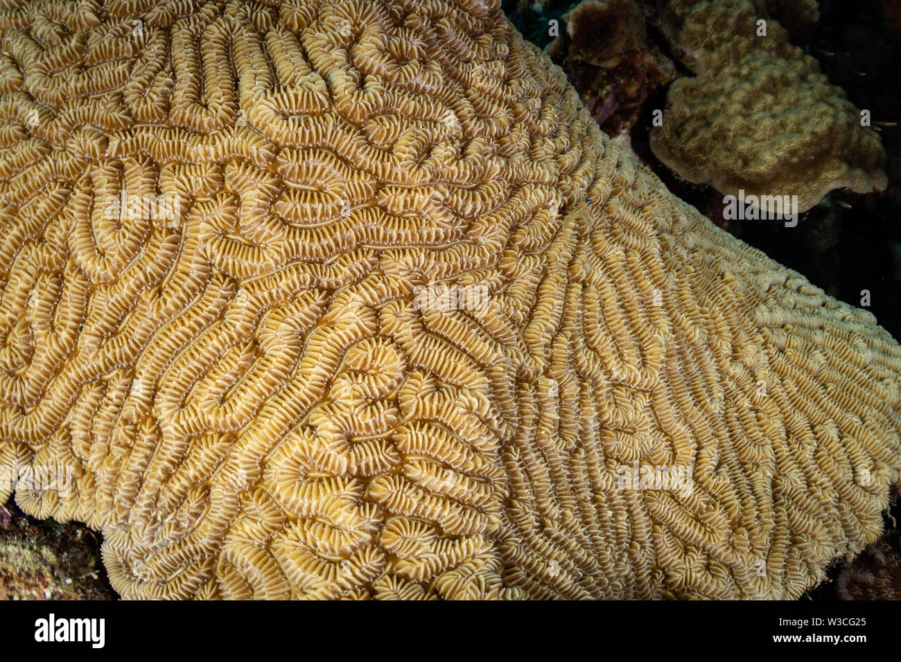 Dédale : corail (Meandrina meandrites) sur le site de plongée Plage de baccalauréat, Bonaire, Antilles néerlandaises Banque D'Images