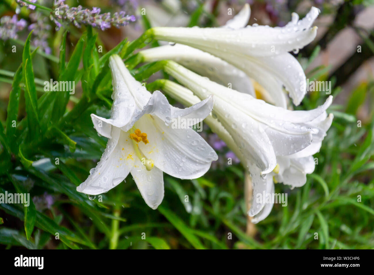 Groupe de fleurs de lys blanc couvert de gouttes de pluie dans le jardin Banque D'Images
