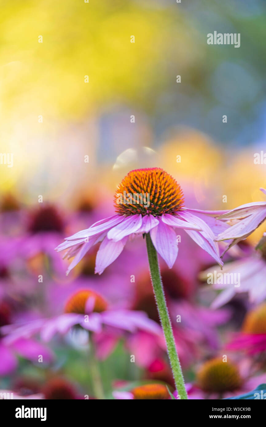 Echinacea purpurea. Fond floral. Mise au point douce, belle couleur bokeh Banque D'Images