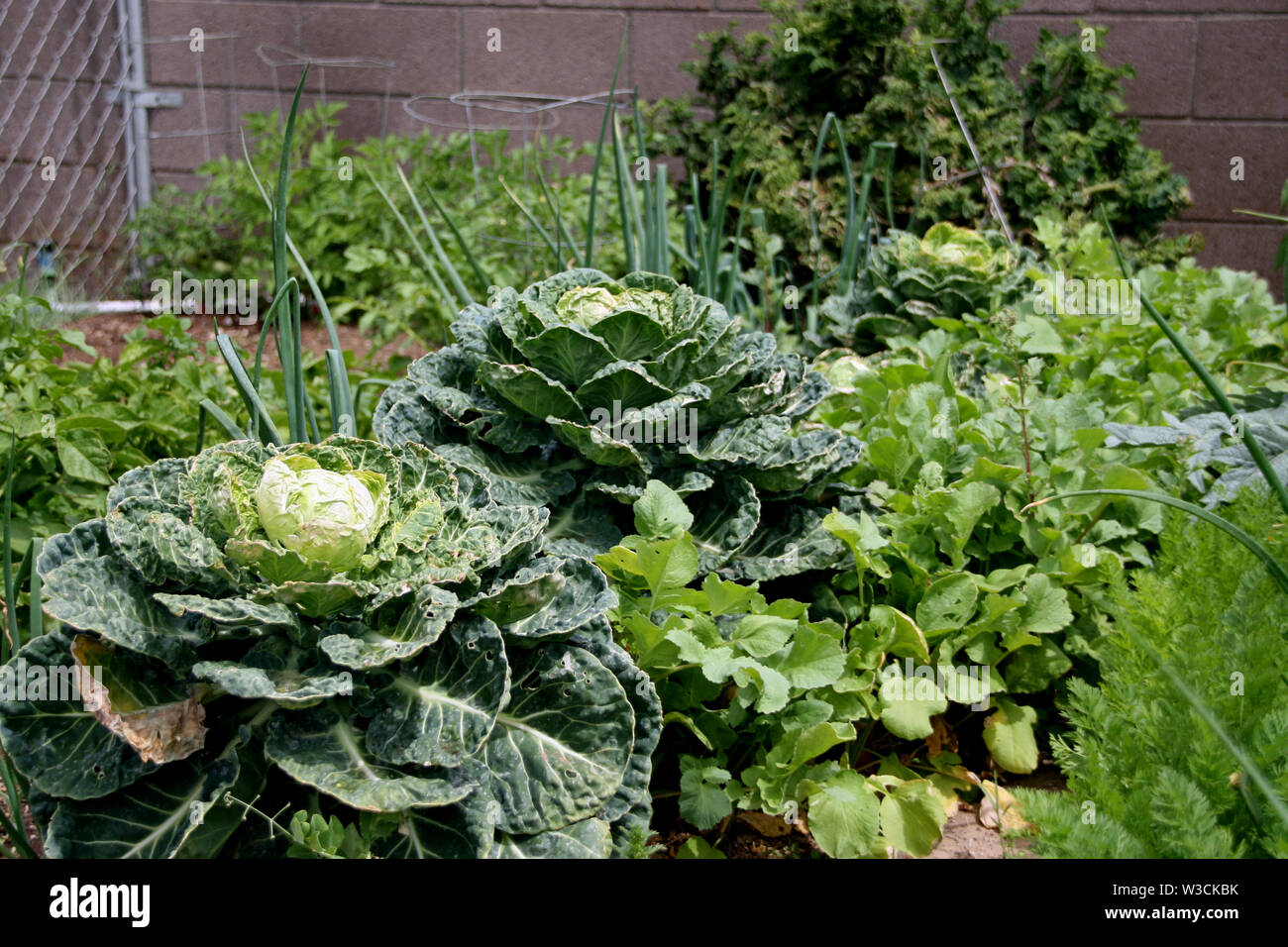 Jardin de légumes poussant naturellement dans la région de Sunshine Banque D'Images