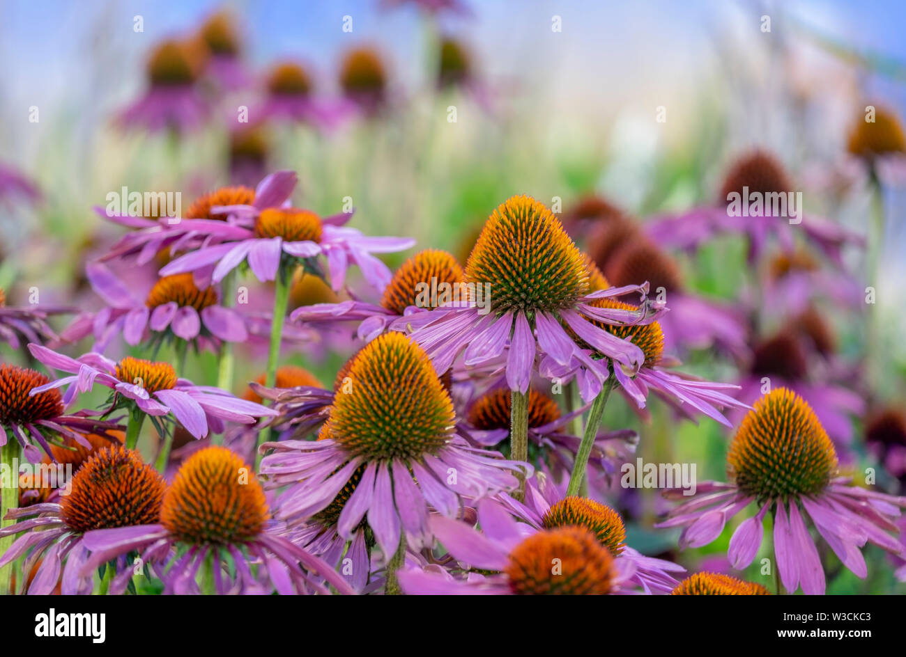 Echinacea purpurea. Fond floral. Mise au point douce, belle couleur bokeh Banque D'Images