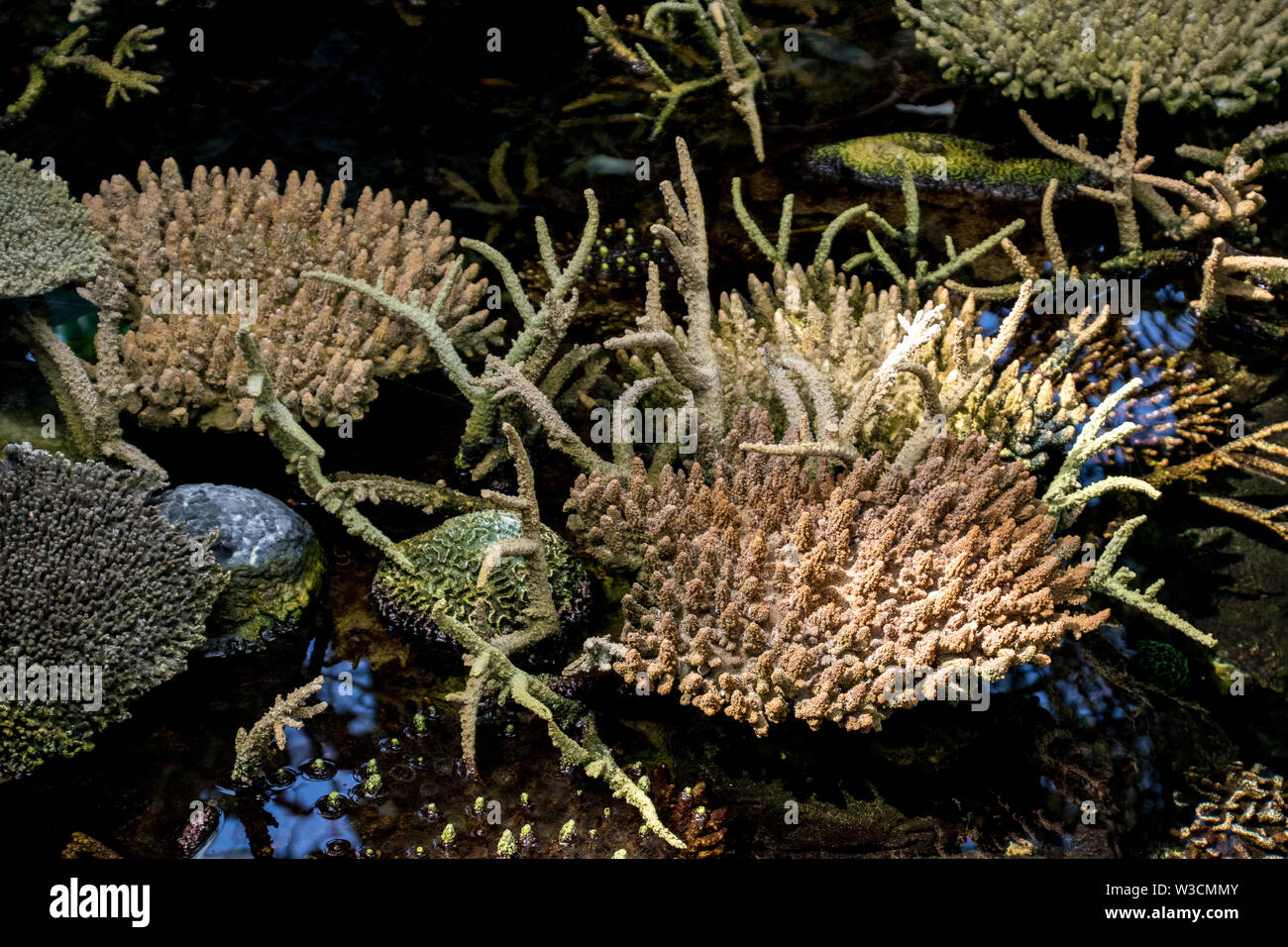 Coral Sun blanchis d'un climat tropical Banque D'Images