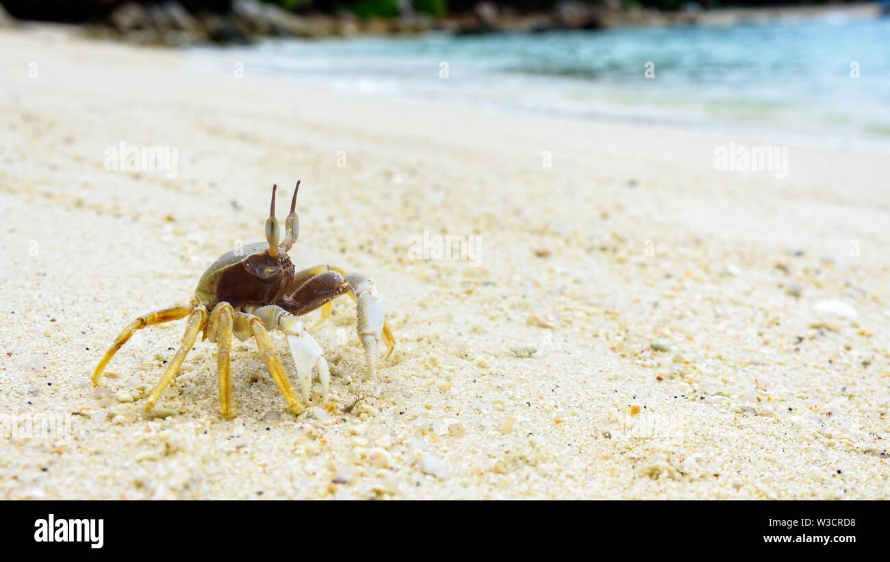 La belle nature de la faune, Close-up de l'énergie éolienne, du Crabe Crabe fantôme Ocypode ou sur le sable en été à la plage près de la mer à l'île de Koh Lipe, de Taru Banque D'Images