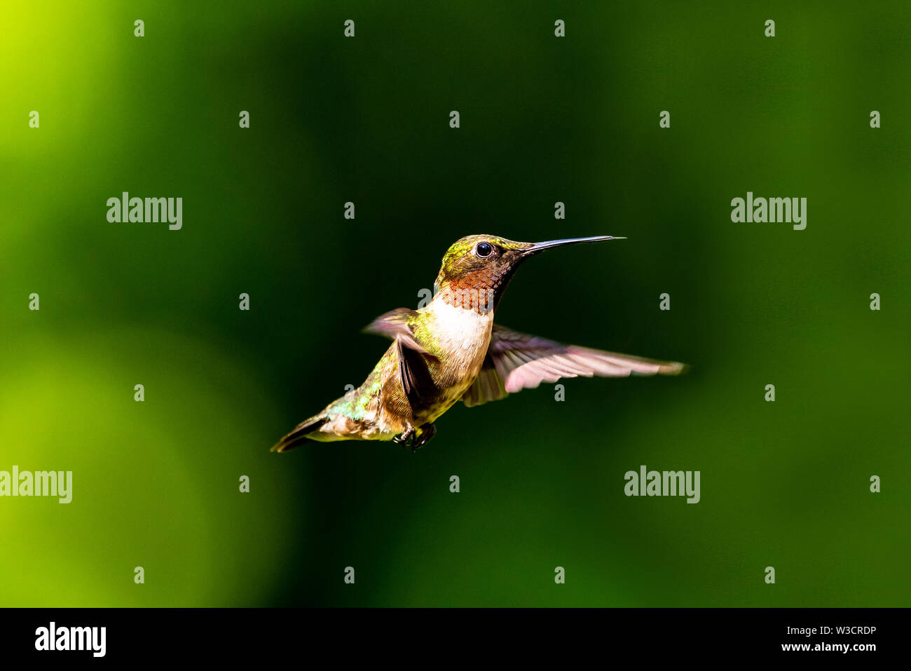 Homme Ruby-Throated Hummingbird planant dans les airs contre un fond vert sombre avec bokeh. Banque D'Images