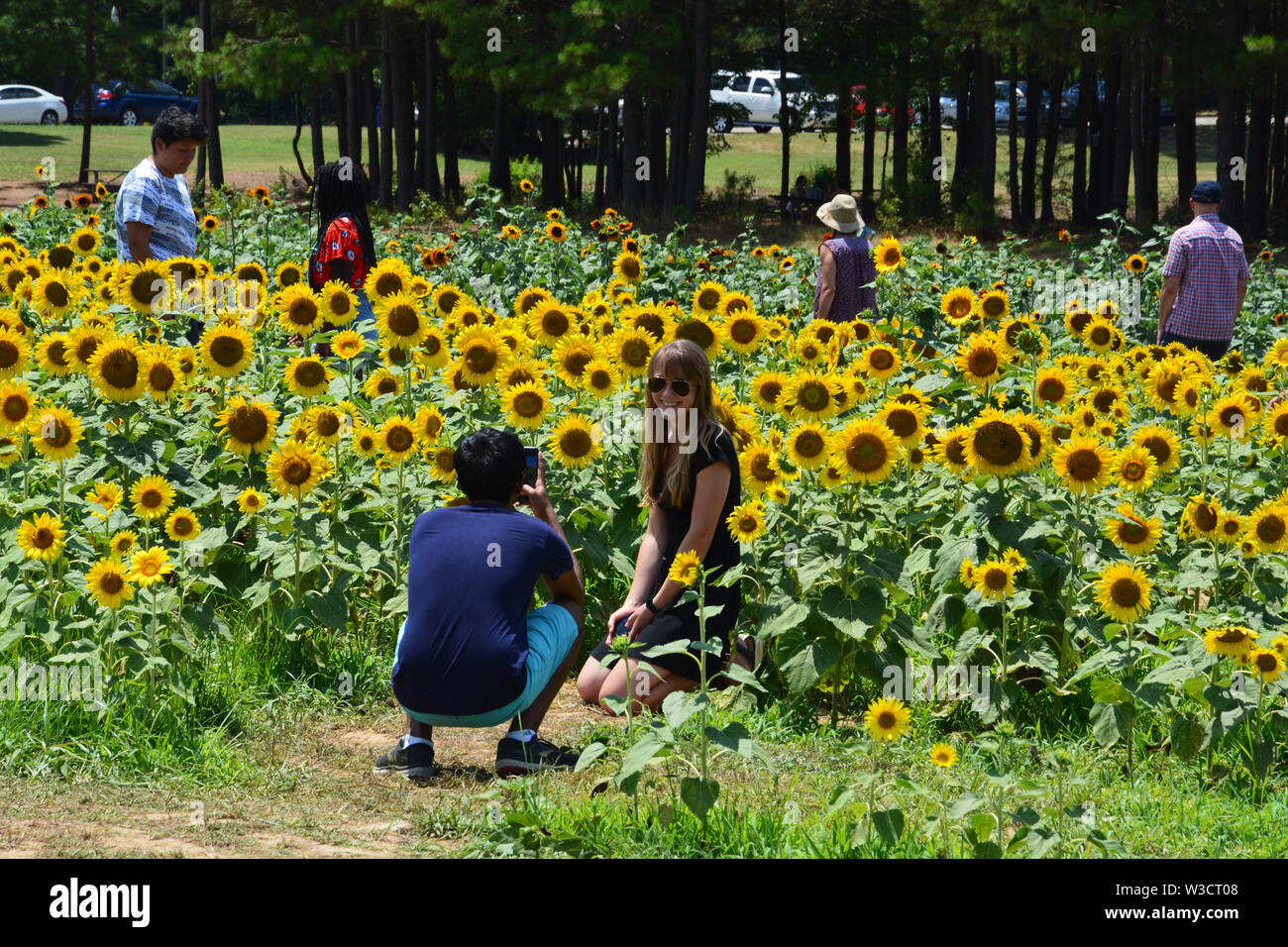 Les visiteurs posent pour des photos de Raleigh's Dorothea Dix Park champ de tournesol. Banque D'Images